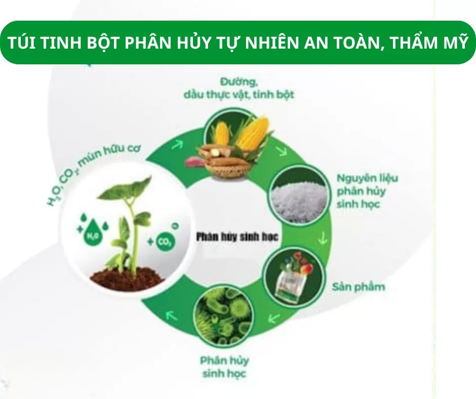 Túi tinh bột có an toàn khi đựng thực phẩm không?